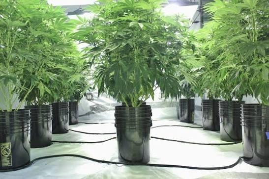Beginner's Guide to Hydroponics