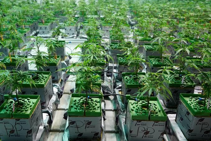 Best Grow Lights for Indoor Hydroponics