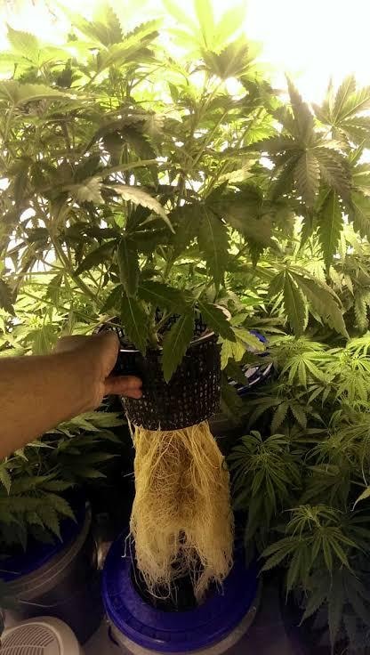 Hydroponic Nutrients: The Complete Guide