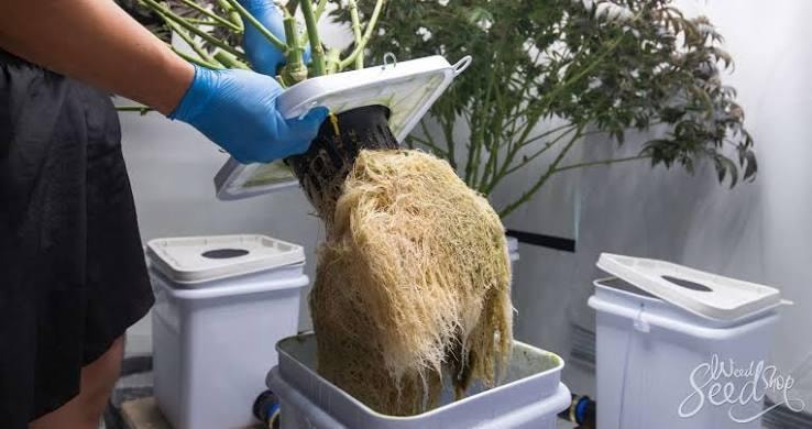 pH Management in Hydroponics